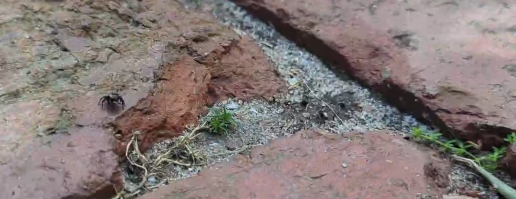 observed a spider today